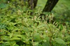 Achyranthes bidentata